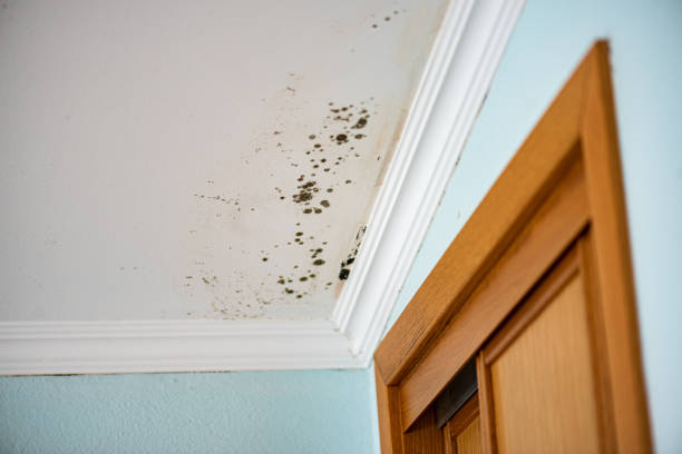 Best Basement Mold Remediation in Vinco, PA