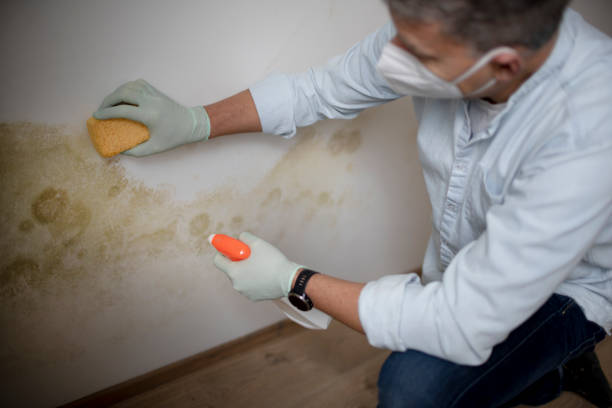 Best Post-Flood Mold Remediation in Vinco, PA