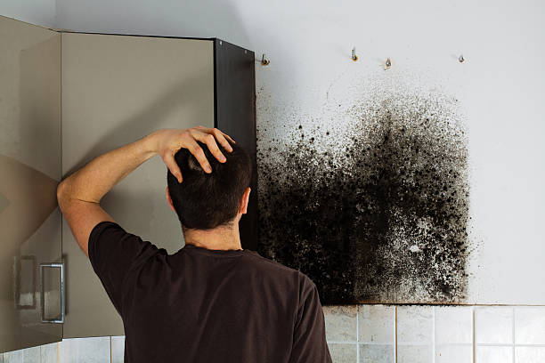 Best Attic Mold Remediation in Vinco, PA